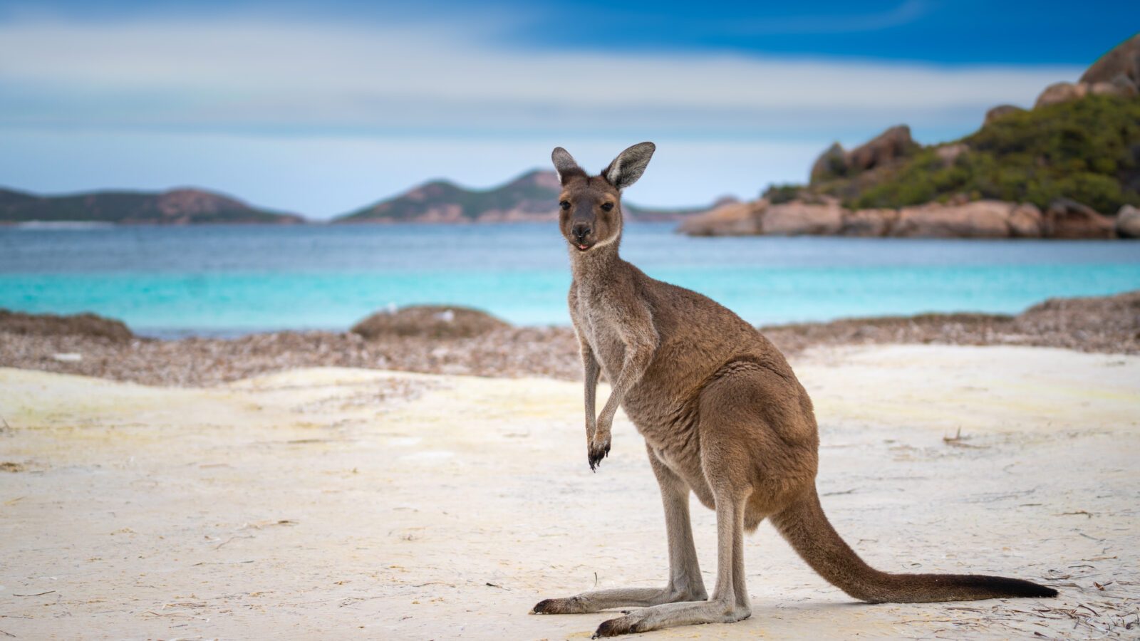 Kangaroo at Lucky Bay in the Cape Le Grand National Park