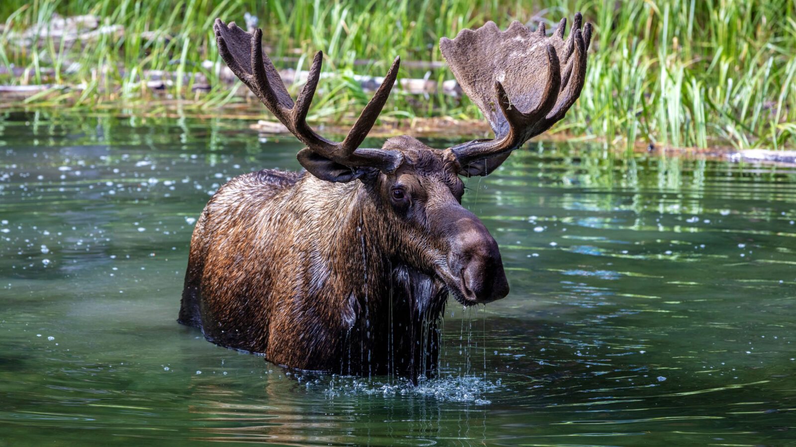 Moose with big antlers standing in water of Moose Lake in Jasper