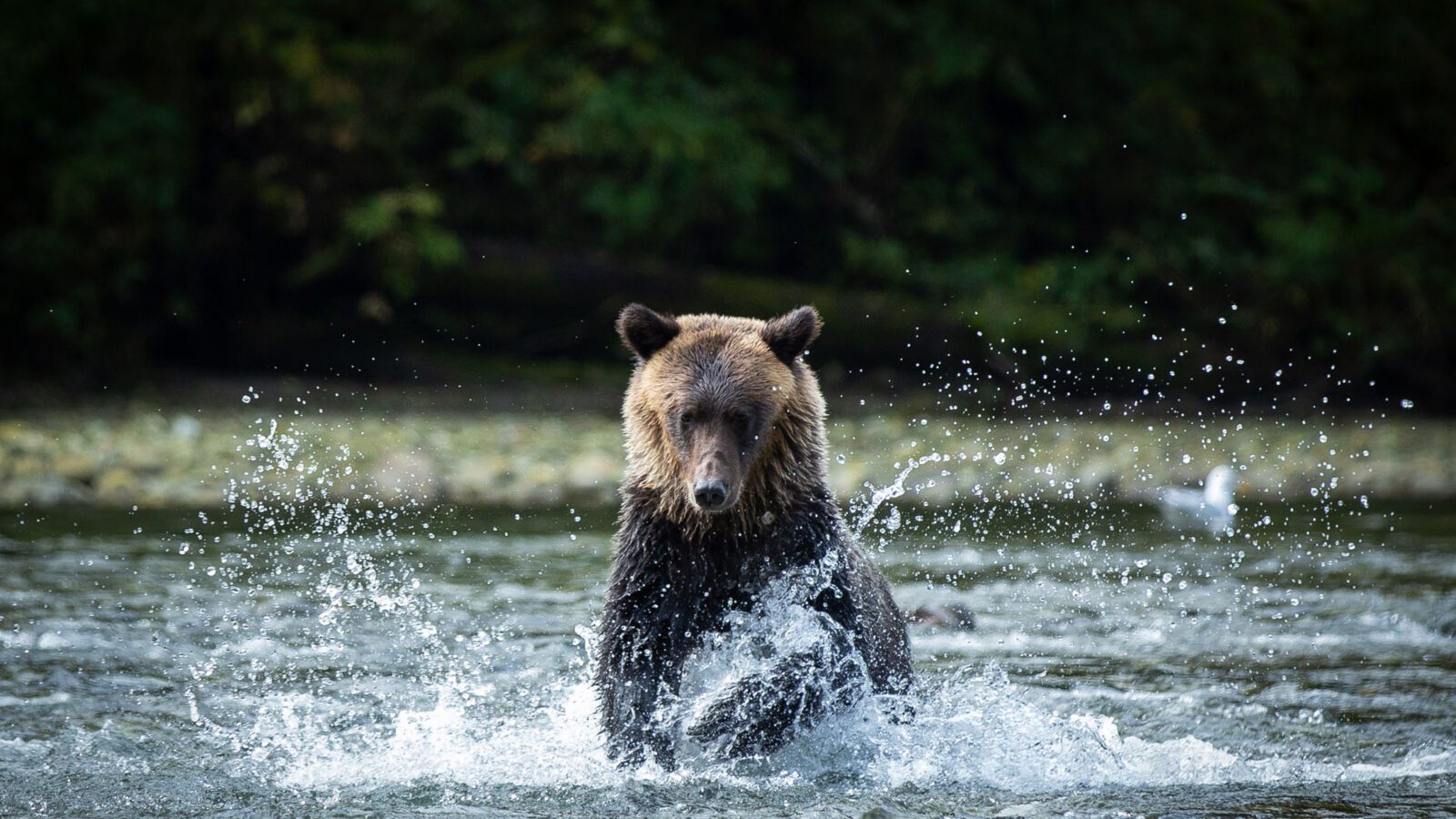 wild grizzly bear chases salmon