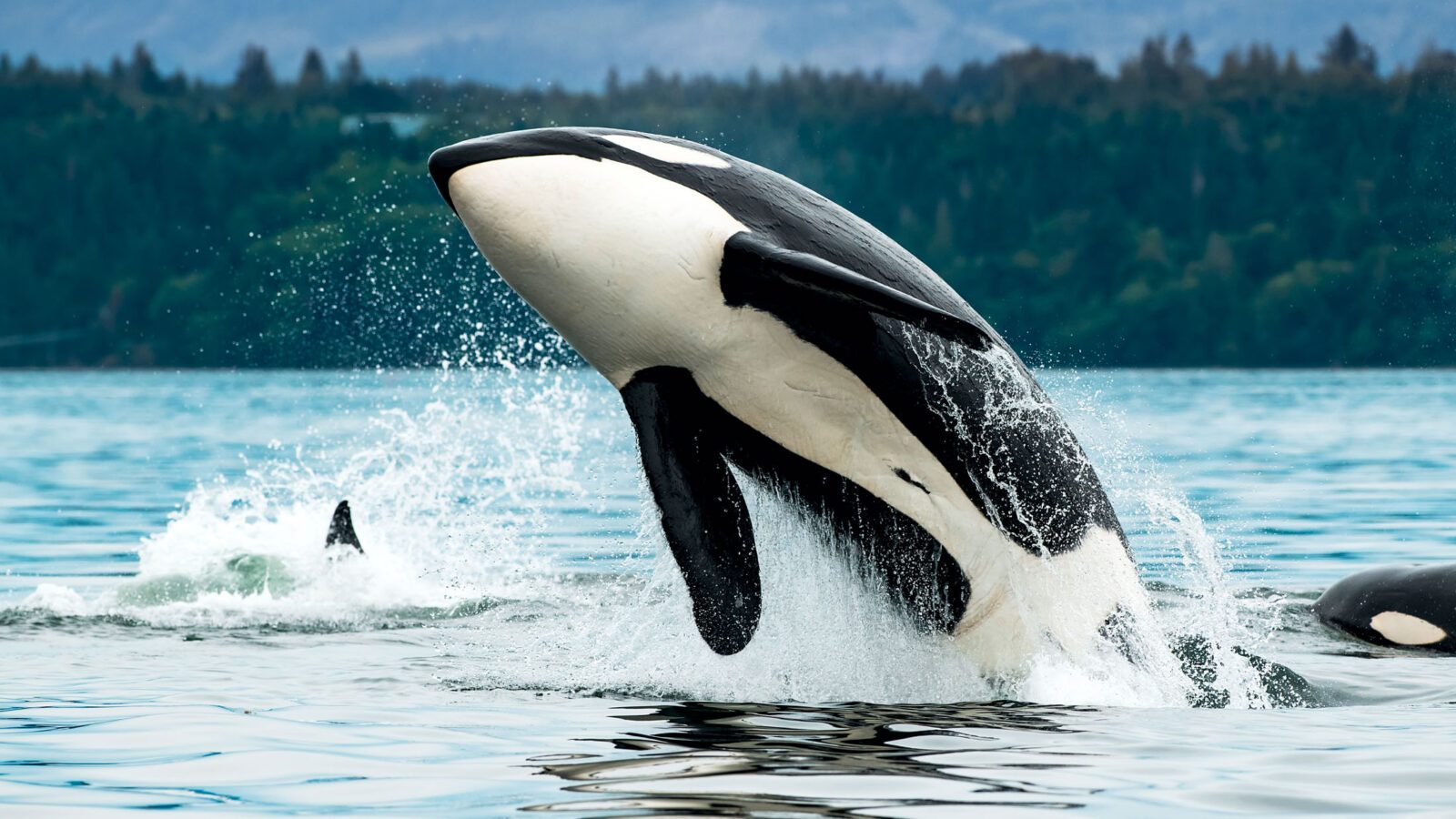 Bigg's orca whale jumping out of the sea in Vancouver Island, Canada